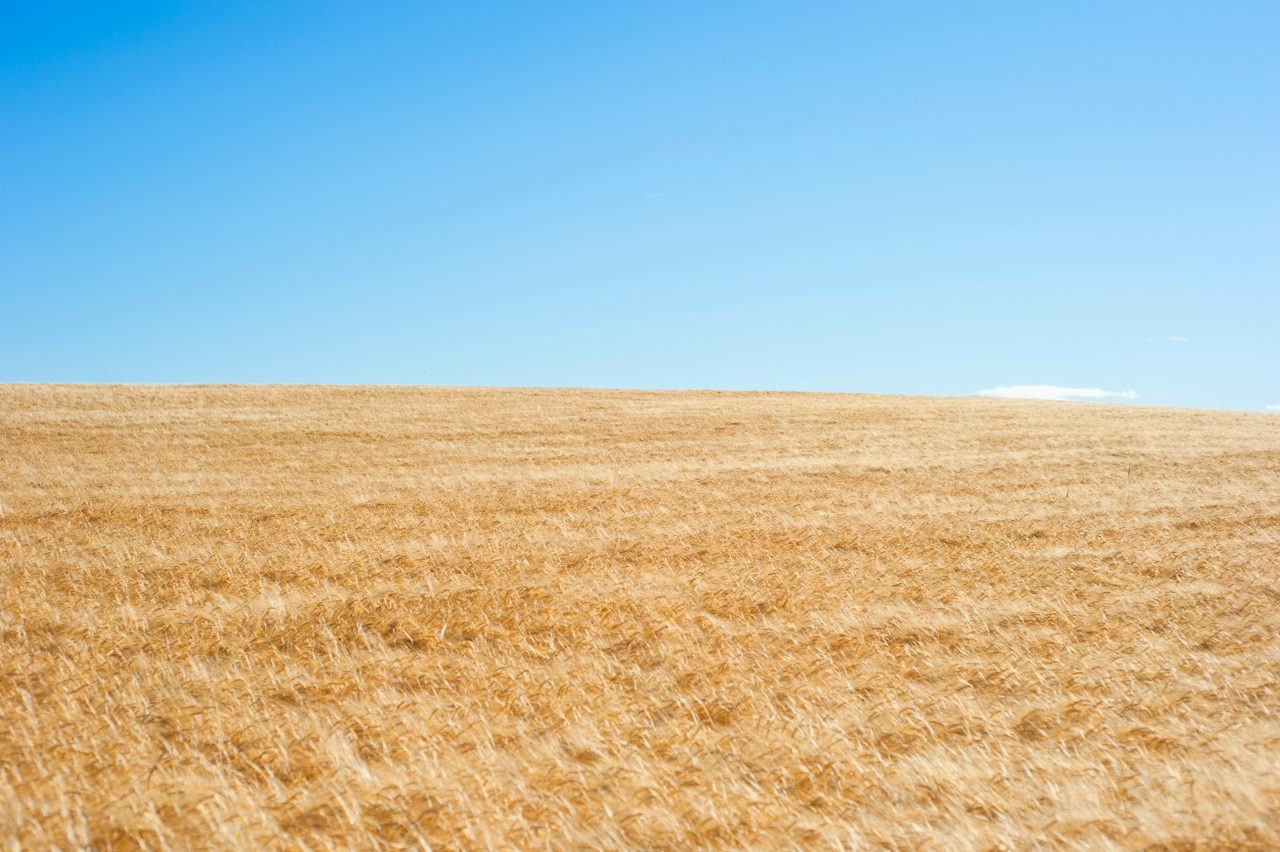 Golden Wheat